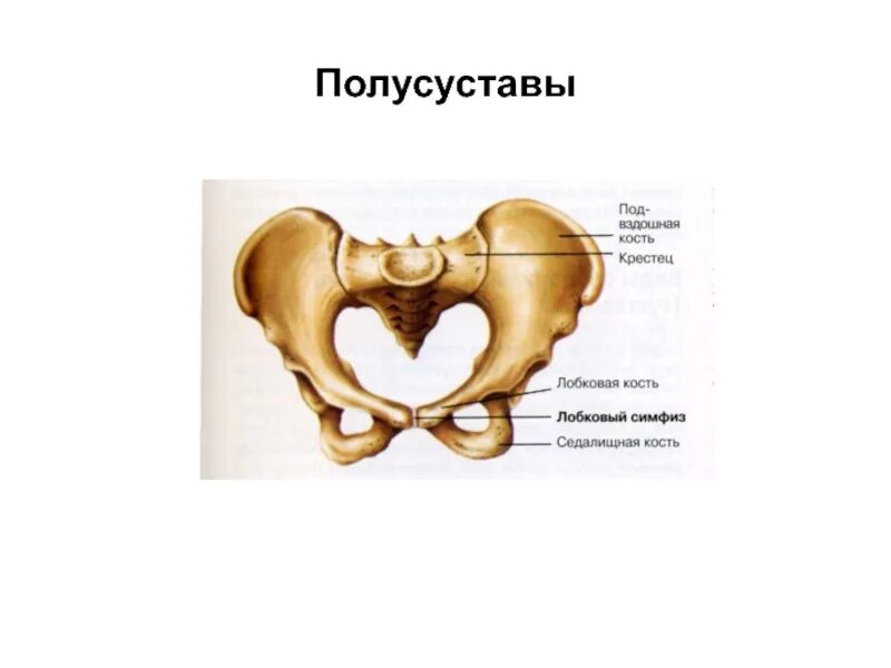 Симфиз строение. Полусуставы строение. Лобковый симфиз сустав анатомия. Полусуставы симфизы.