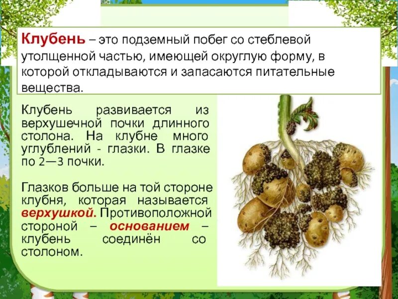 Почему клубень и луковица побеги. Клубень подземный побег строение. у картофеля клубень это видоизменённый. видоизмененные побеги клубень картофеля. подземный побег со стеблевой утолщенной частью.