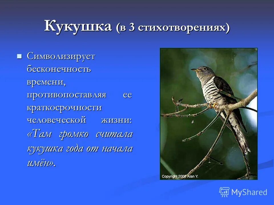 Кукушка читать краткое