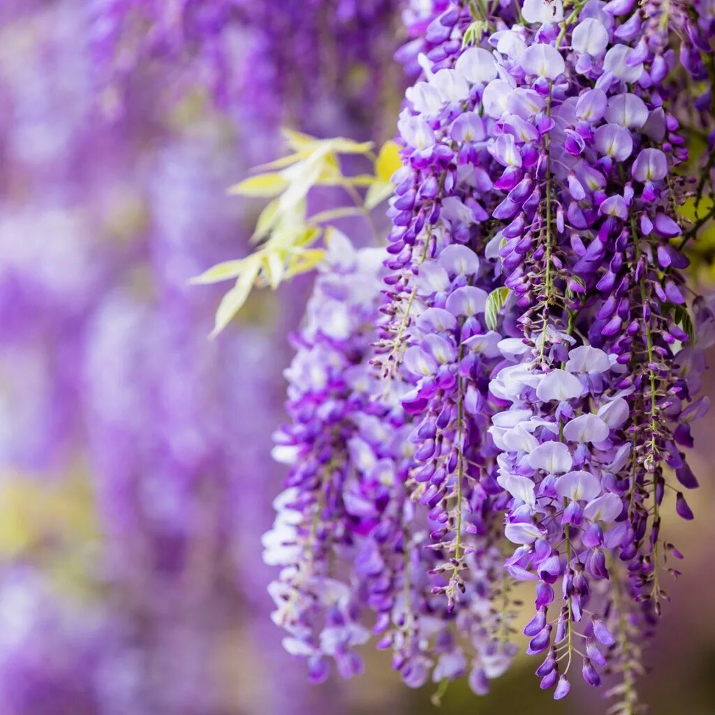 Видеть во сне сирень цветущую