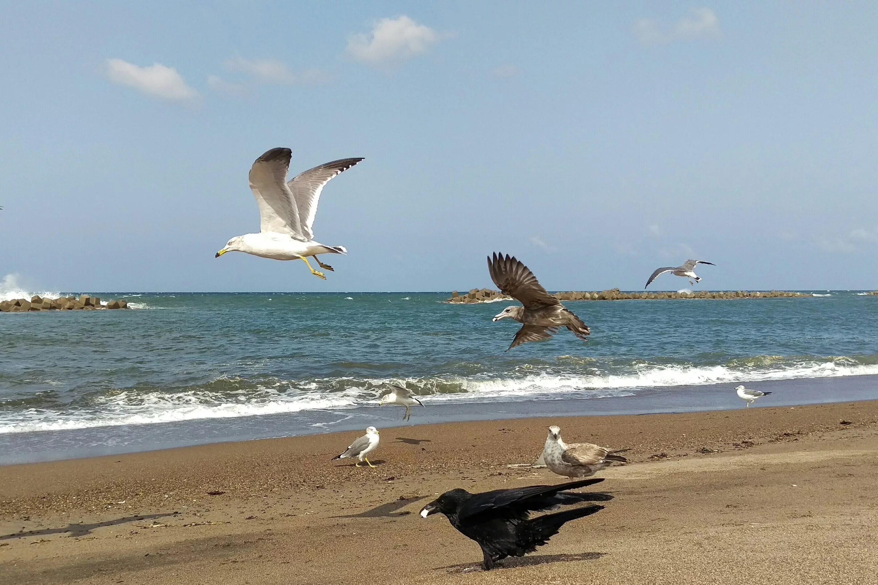 Береговая чайка. Чайки Каспийского моря. Альбатрос на Каспийском море. Птицы черного моря Анапа. Птицы Каспийского моря.