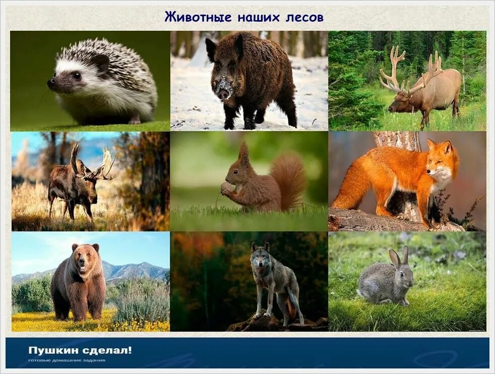 Разнообразие животных родного края проект. Разнообразие природы. животный мир московской области. животный мир родного края. проект разнообразие природы родного края.