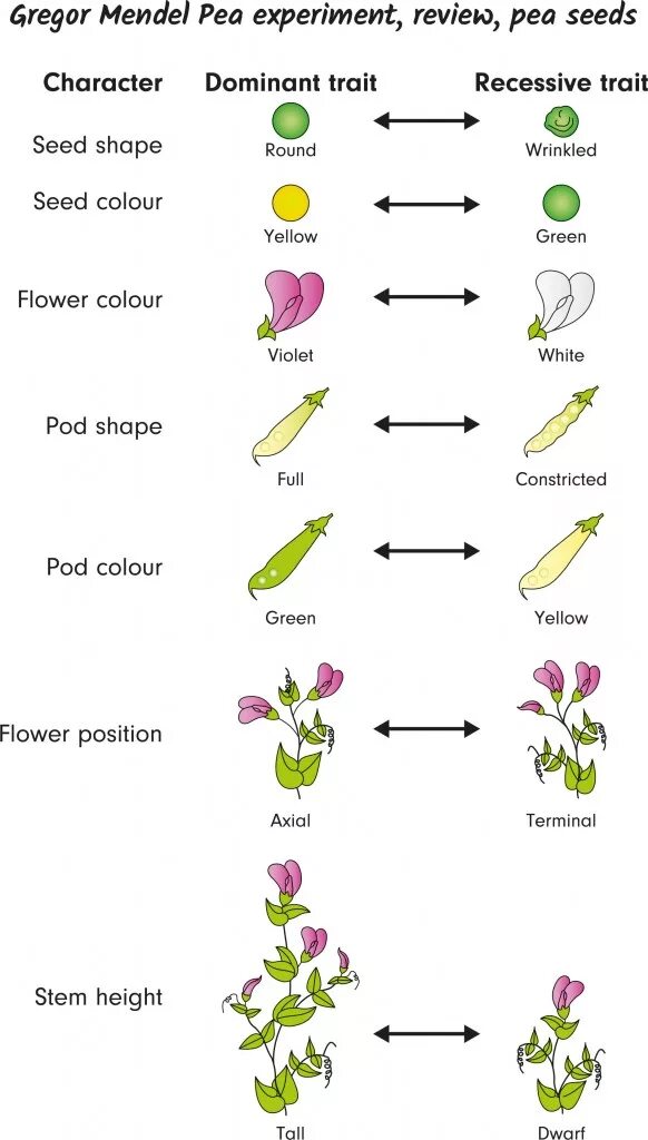 Gregor Mendel Pea Experiment Review Pea Seeds. Опыт Менделя с горохом. Исследования Менделя на горохе. Gregor-Mendel Experiments.