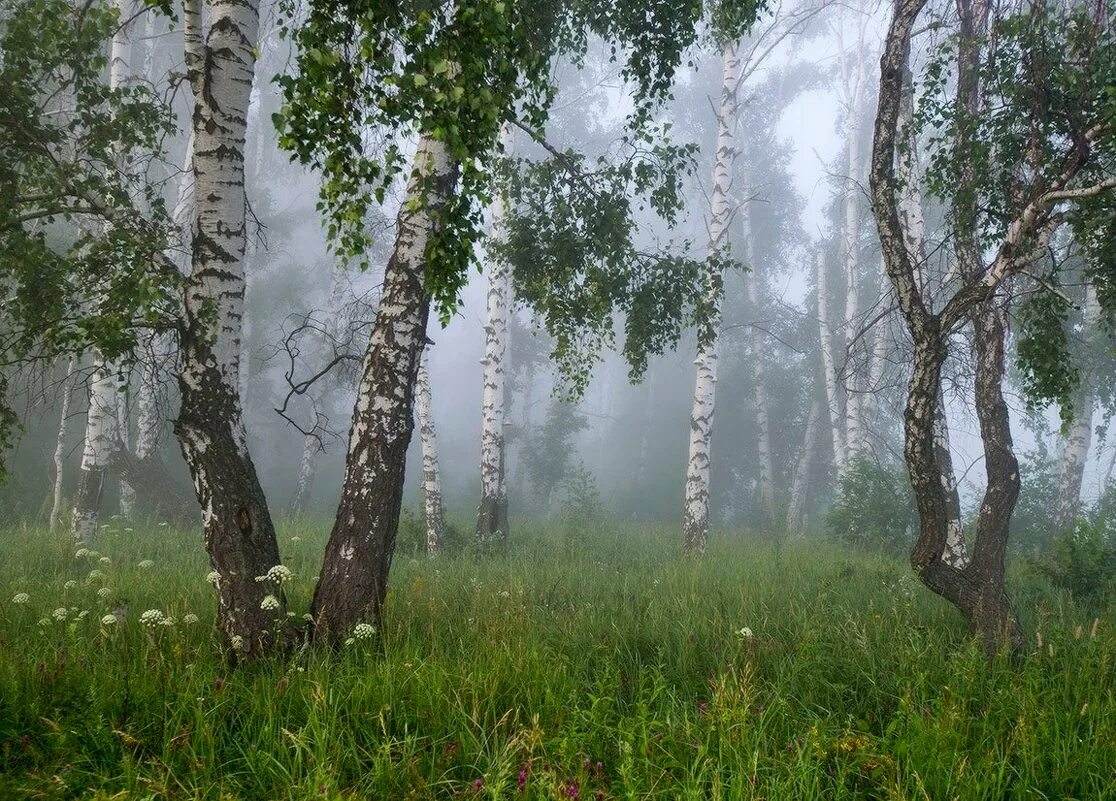 Березы белые травы высокие. Берёза кустарниковая. Березы белые травы высокие. Березовая роща абрамовская. Березовая роща таруса.