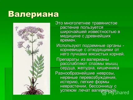 Валерьяна польза