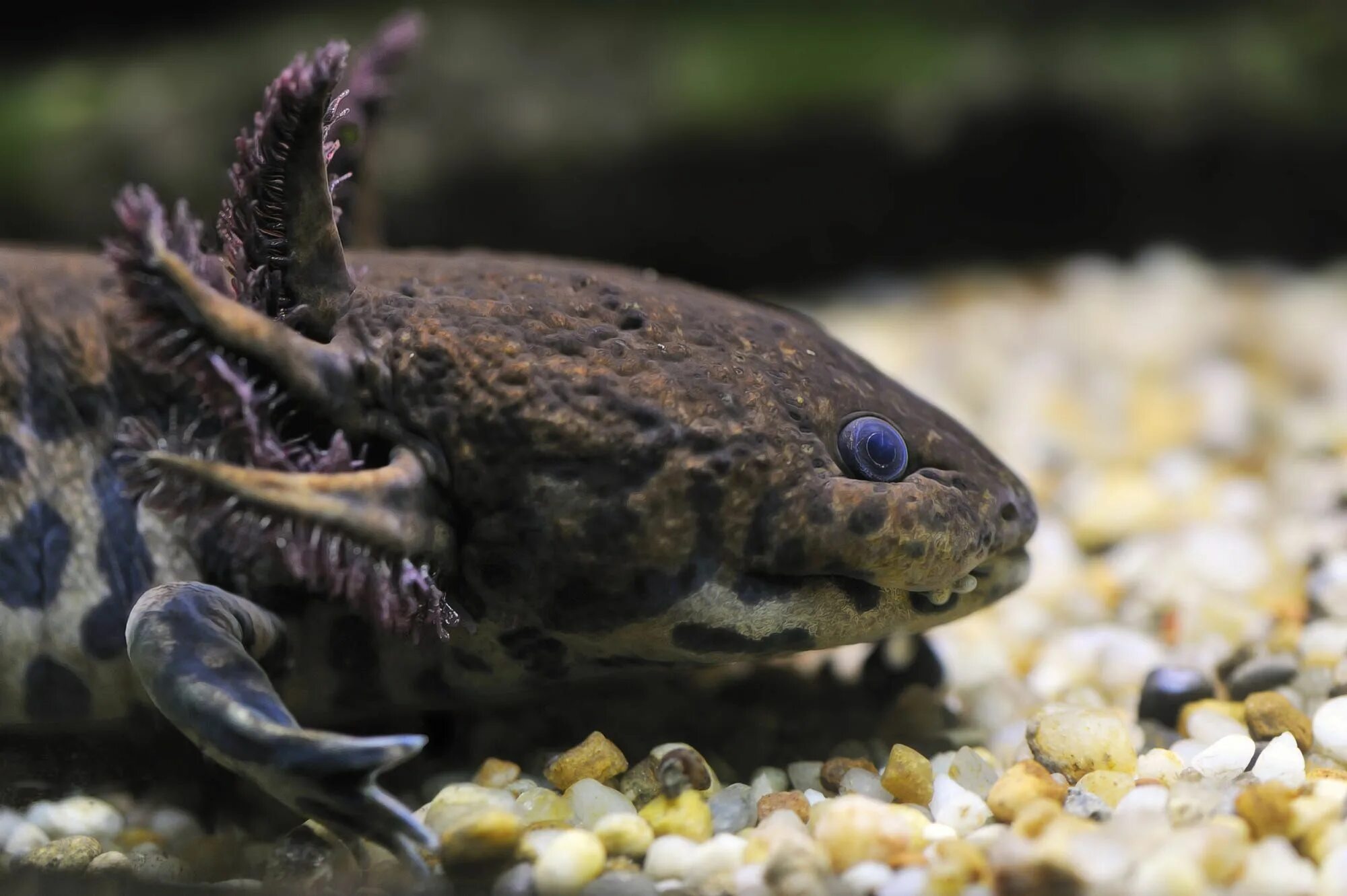 Температура тритона. Температура тритона. Температура тритона. Гребенчатый тритон (triturus cristatus). Температура тритона.