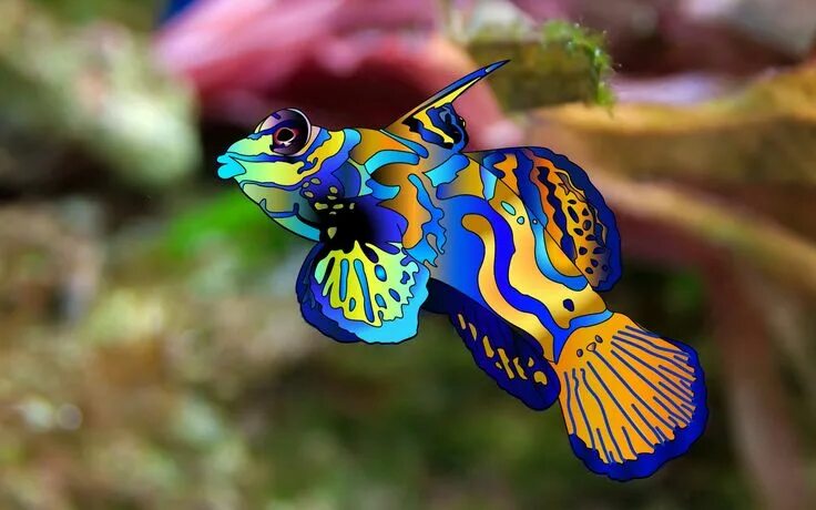 Mandarin Fish (Synchiropus splendidus) Great Barrier Reef Beautiful sea creature
