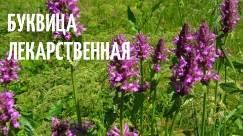 Буквица лекарственная полезные свойства и противопоказания