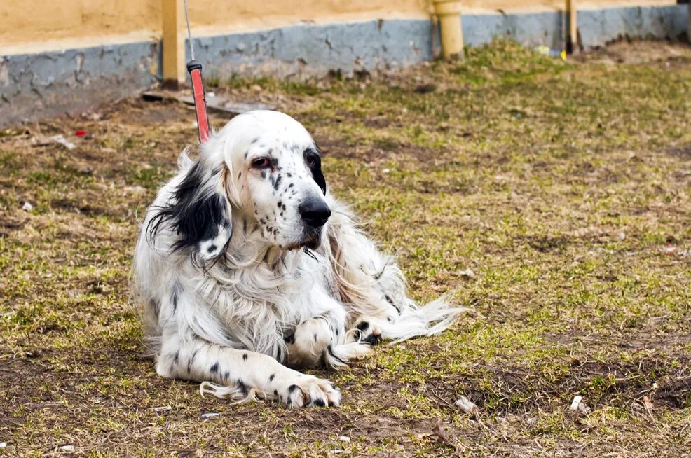 английский сеттер (english setter). английский сеттер. английский сеттер легавые собаки. бим черное ухо порода. сеттер льюэллина.