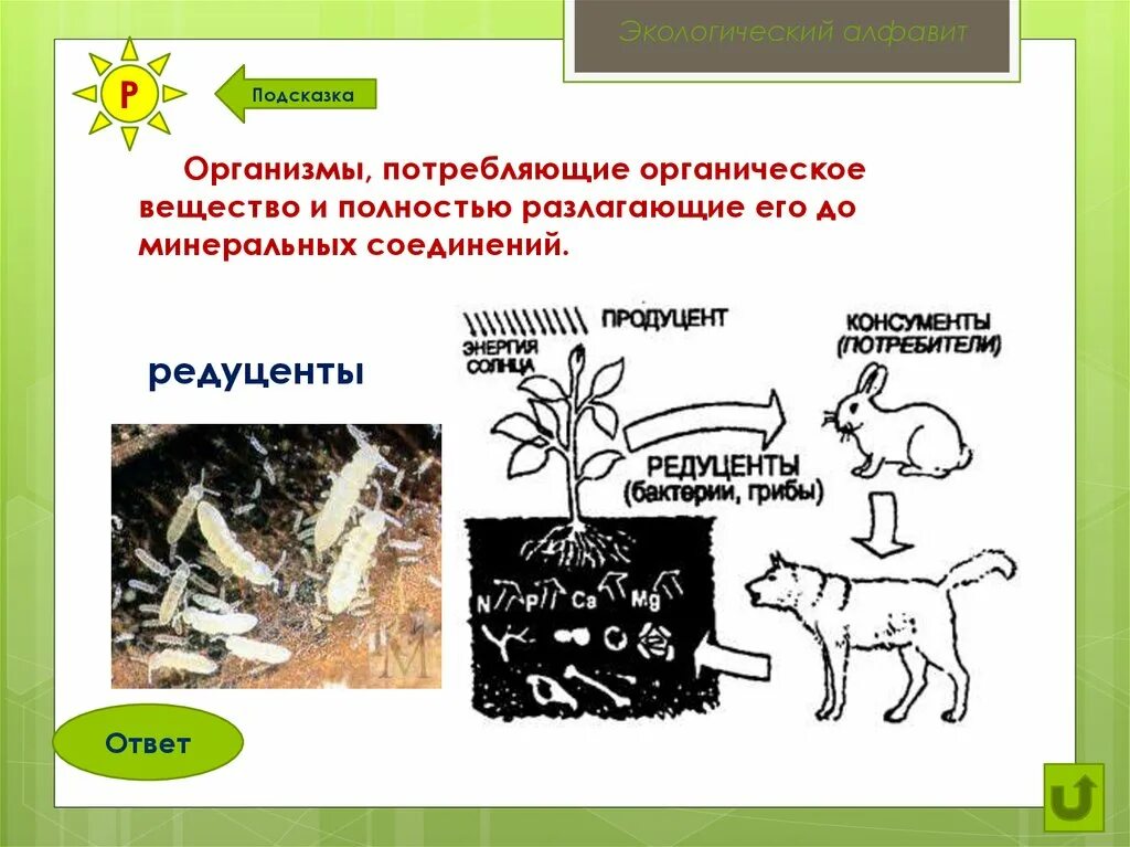 Водоросли редуценты. Организмы разлагающие органические вещества до Минеральных. Редуценты это в экологии. Организмы потребляющие готовые органические вещества. Грибы и бактерии редуценты.