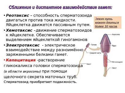 Способны к передвижению