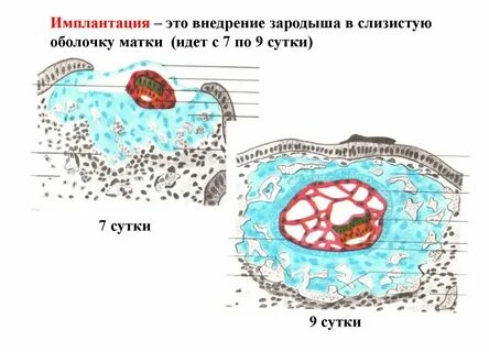 Участвует в образовании зародыша