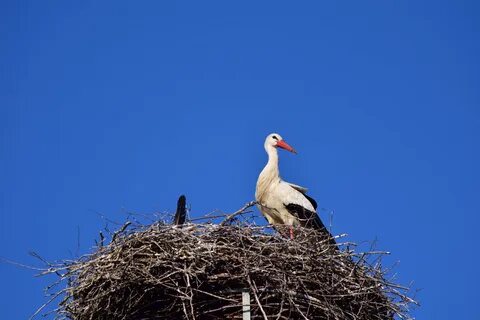 Белый аист на белое небо