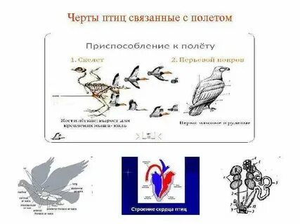 Особенности строения в связи с полетом