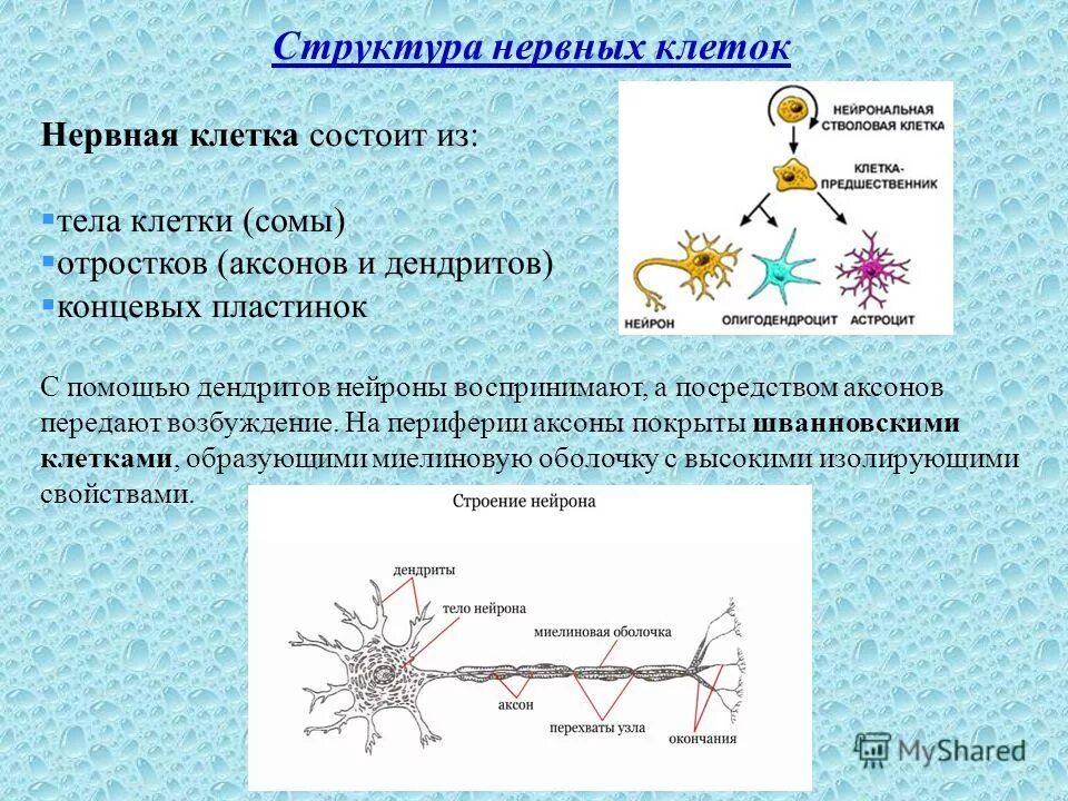 Рецептор дендрита