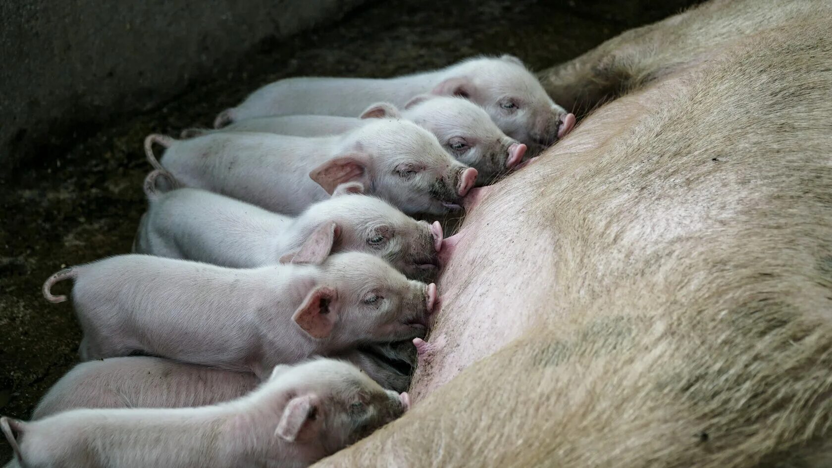 Свиньи. Свинокомплекс. Осеменение свиноматок. Искусственное осеменение свиней. Оценка свиней