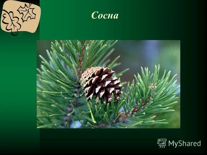 деревья и кустарники осенью 2 класс окружающий. листья ясеня осенью. лиственные деревья и кустарники осенью. крона в тучах. что происходит с кустарниками осенью.