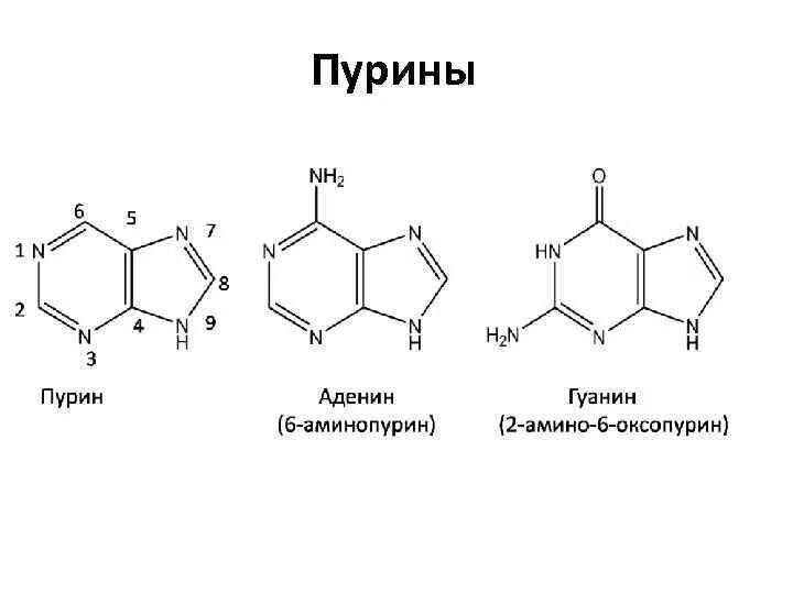 Пурины в продуктах питания таблица подагра и мочевая кислота. Продукты богатые пуринами и мочевой кислотой таблица. Пурин в природе. Пурины. Пурин его ароматичность кислотно-основные свойства.
