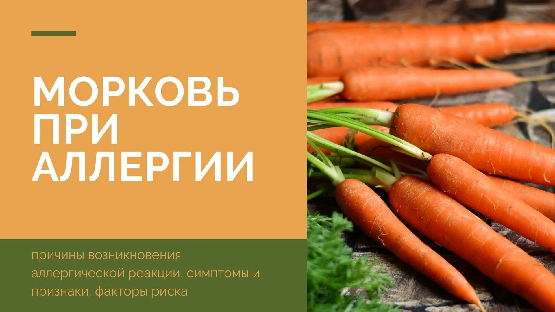 Можно собакам давать морковь. Морковь перекрестная аллергия. морковь при поллинозе.