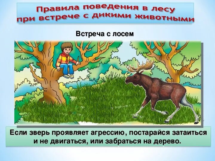 Правила поведения при встрече с дикими животными. Поведение при встрече с диким животным. Правила поведения при встрече с дикими животными в лесу. Правила поведения в лесу с животными. Как вести себя дикими животными