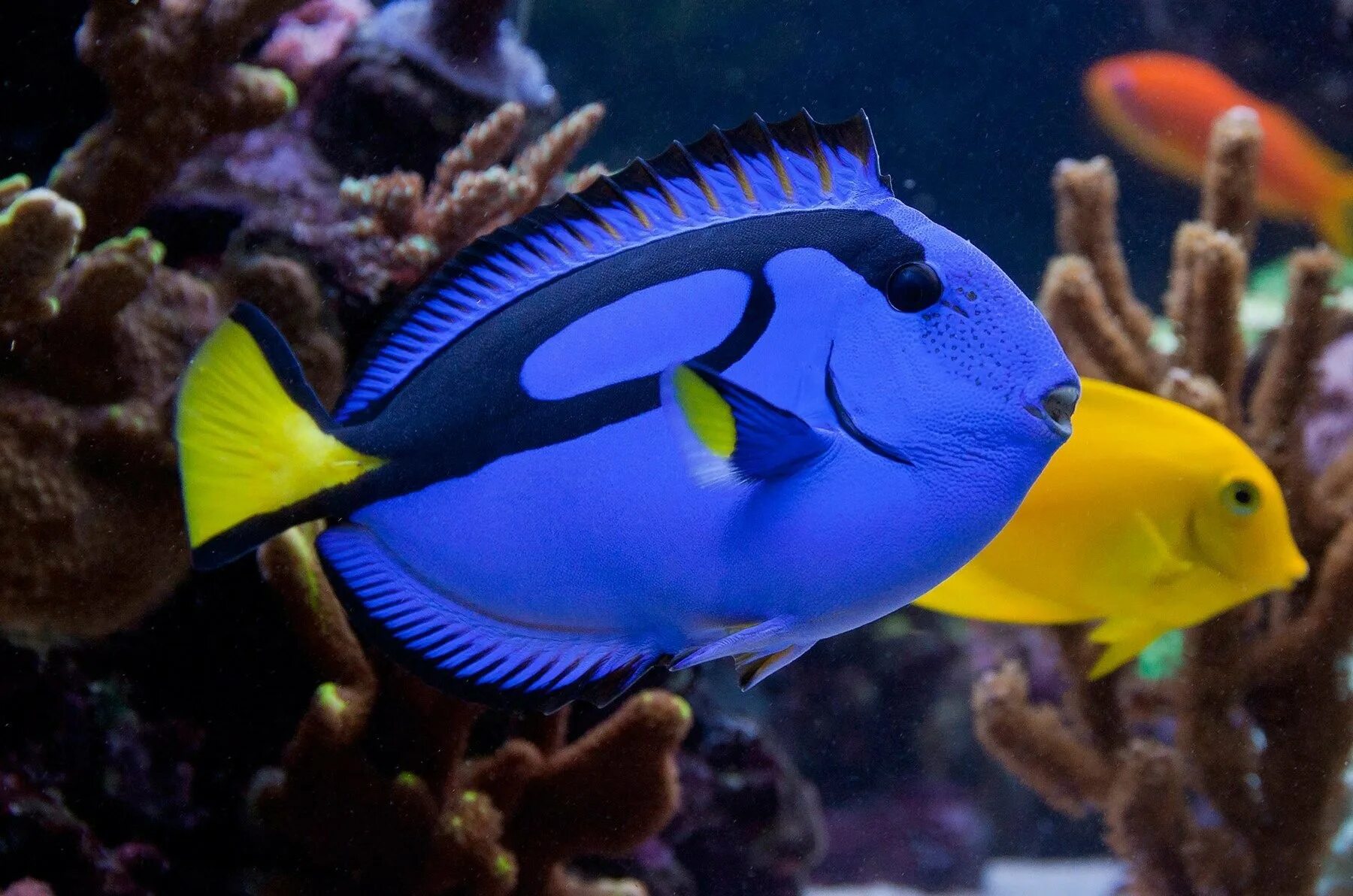 Где живут синие. Хирург Королевский (Paracanthurus hepatus). Рыбка хирург голубая дори. Рыба хирург дори. Рыбка дори порода.