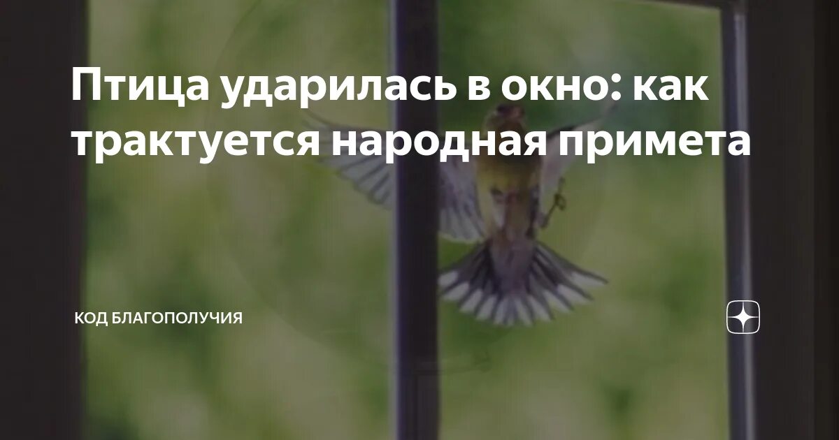 Птицы ударились в окно дома. Примета если птица ударилась в окно. Птичка стукнулась в окно примета. Птица ударилась в окно и улетела примета. Птица врезалась в окно примета.