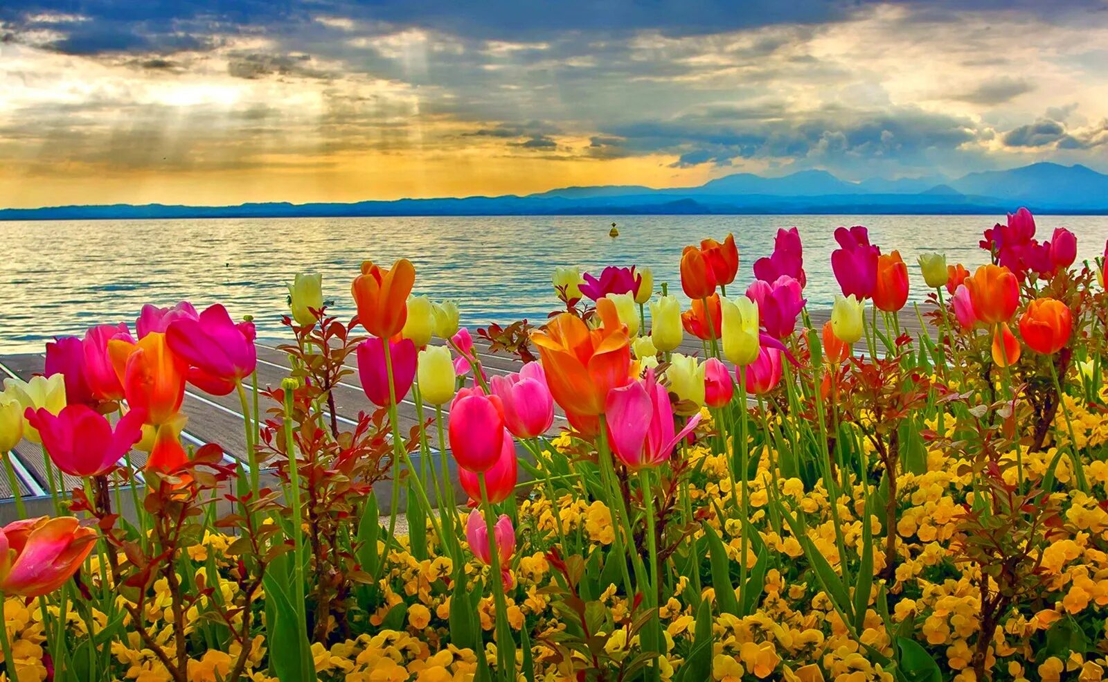 Тюльпановое море. Весенний пейзаж. Цветы и море.