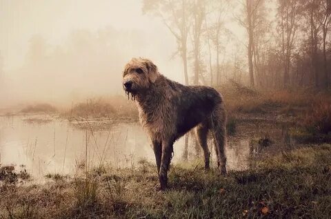 Песик дивный вид массивный