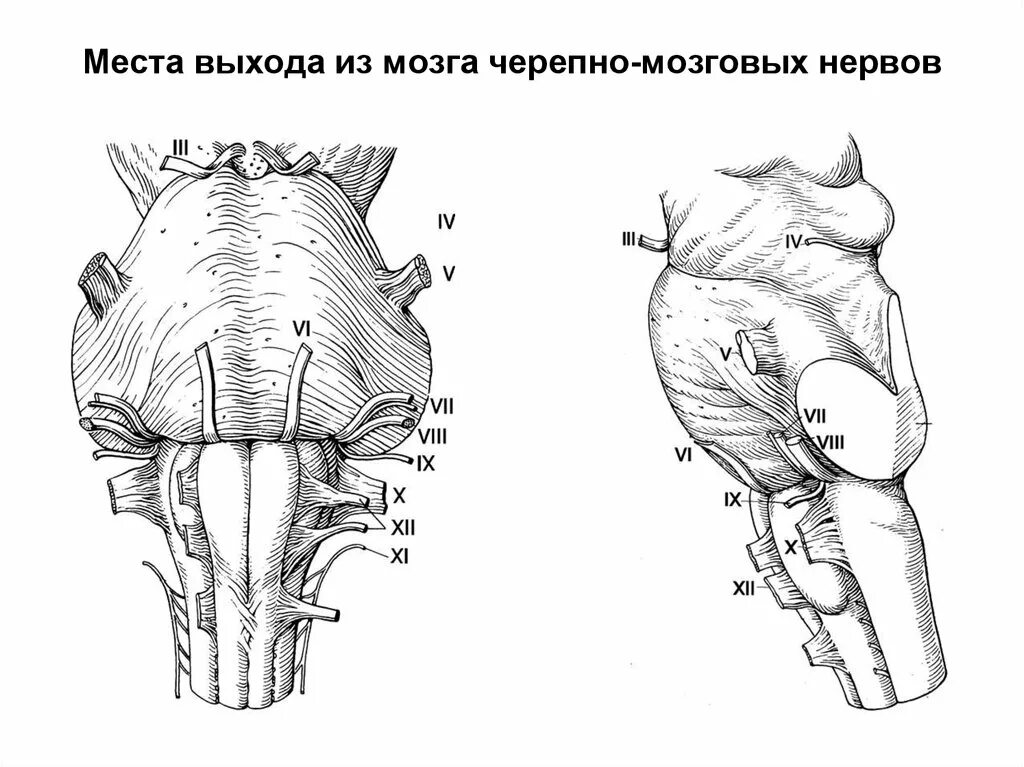 Места выхода черепно мозговых нервов. Выход черепно мозговых нервов из мозга. Место выхода блокового нерва. Места выхода ЧМН из мозга.