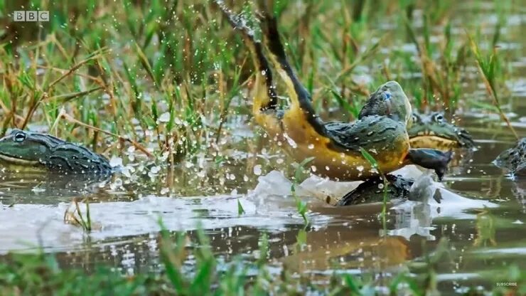 бои жаб. жабы дерутся. бои жаб. африканская лягушка бык. милая бой с лягушками.