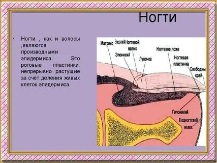 Придатки кожи ногти