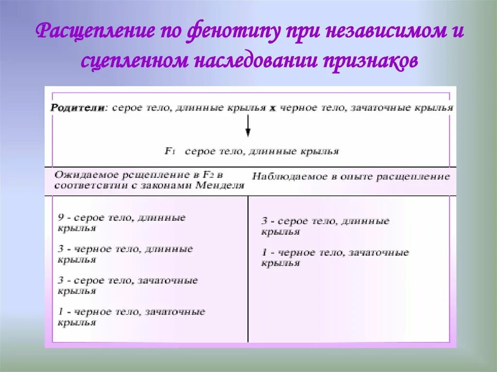 Презентация биология 10 класс сцепленное наследование. Как понять сцепленное или независимое наследование. Расщепление при сцепленном наследовании. Расщепление по фенотипу при сцепленном наследовании. Сцепленное наследование расщепление по фенотипу.