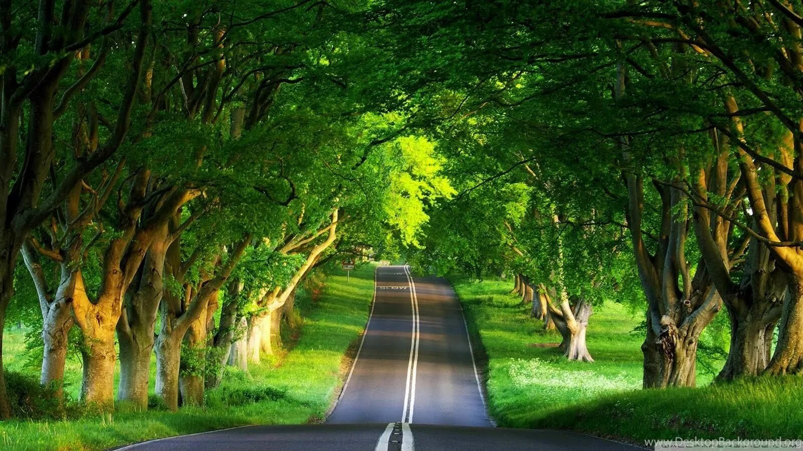 Дорога в лесу. Летняя дорога. Лесная дорога. Красивые дороги.