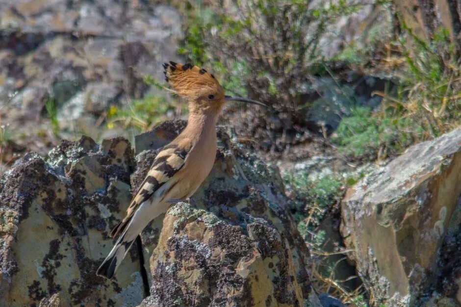 Лесные птицы татарстана. Ур птица. Городские птицы республики коми. Carpodacus roseus. Птицы горного алтая.