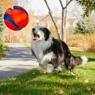 Dogs playing
