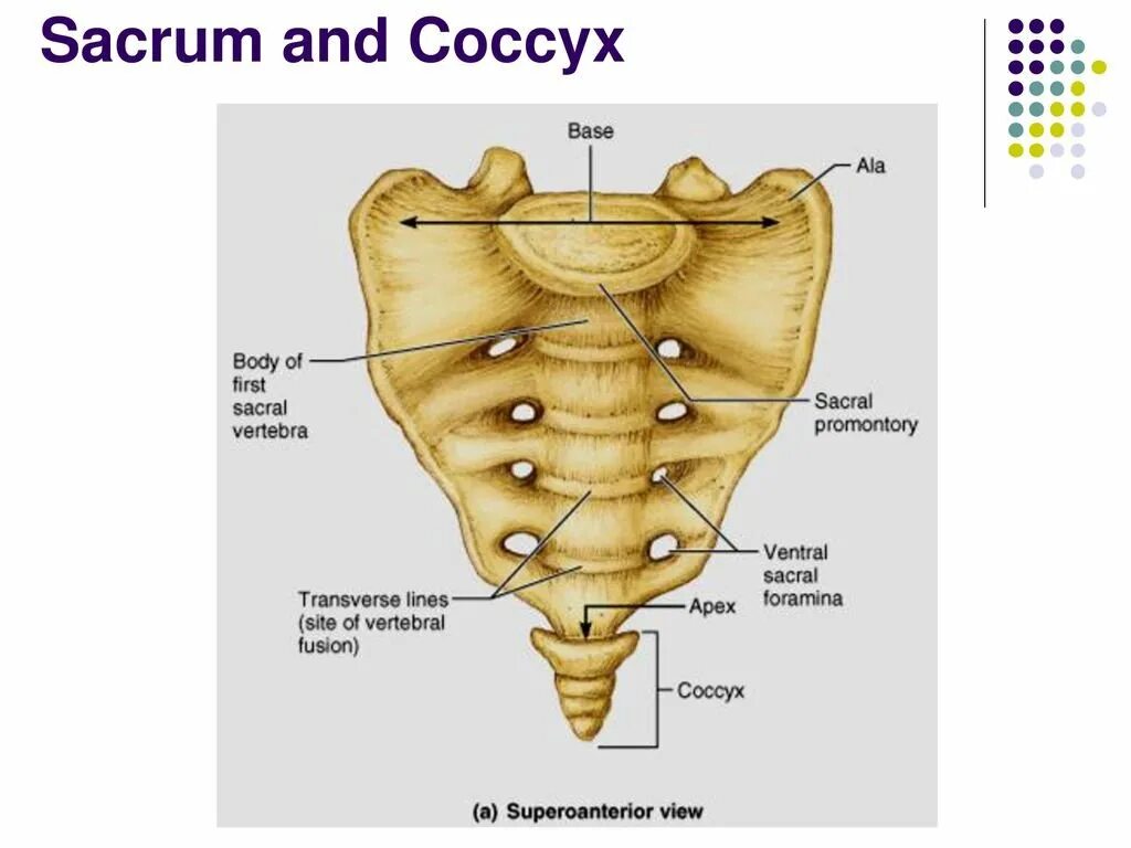 Sacrum and Coccyx. Крестец и копчик анатомия. Крестец и копчик на скелете. Анатомия таза констнц копчик.