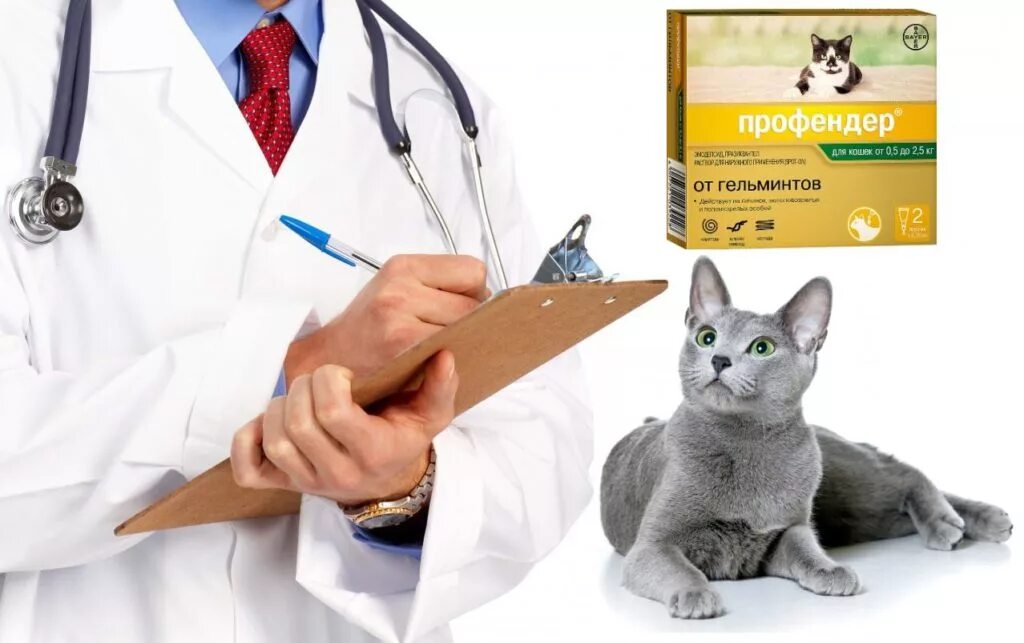 Ветеринар для кошки отзывы. Дегельминтизация кошек. Профендером. Рекомендовано ветеринарами. Дегельминтизация кошек в картинках.