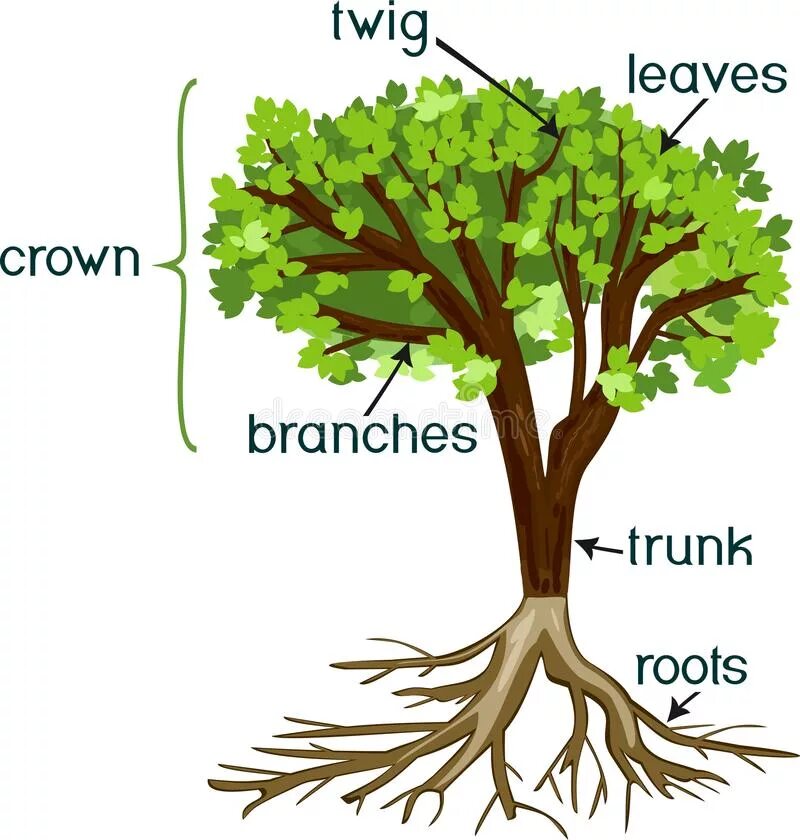 Tree worksheet. Parts of a tree for kids. Parts of tree вектор. Parts of tree. Parts of a tree for kids.