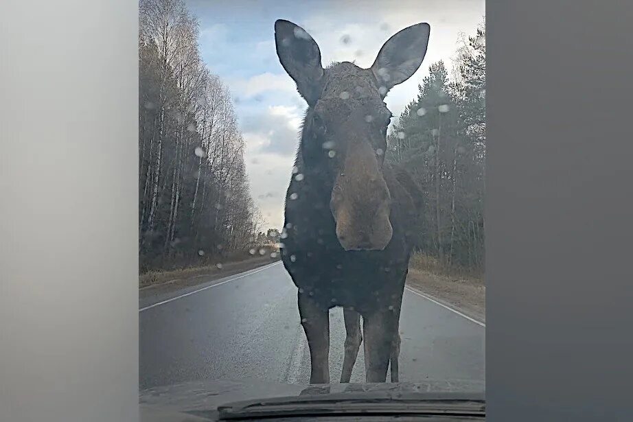 Большие лоси на дороге. Лосиха.