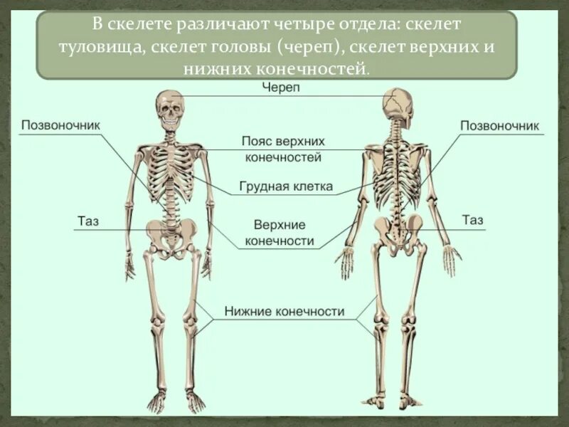 Схема строения человека 4 класс впр. Строение скелета биология. Скелет туловища верхних и нижних конечностей. Части тела на скелете названия. Скелет человека с подписанными органами.