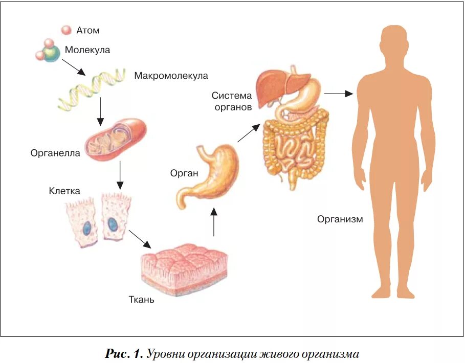 Уровни организации организма органный. Уровни организации строения тела человека. Клетка уровни организации организма человека. Системы органов в организме уровни организации организма. Уровень организации тела