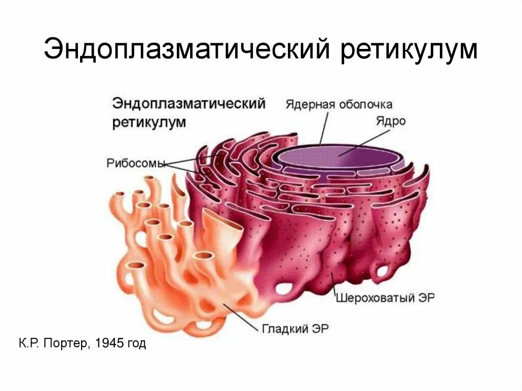 Эндоплазматическая сеть состав и функции. Гладкая эндоплазматическая сеть мембраны. эндоплазматический ретикулум строение. эндоплазматическая сеть ретикулум. агранулярная эпс.