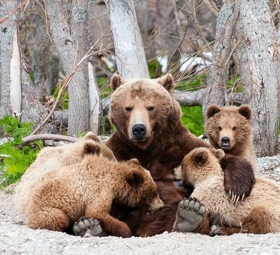 Медведи 06. Семья медведей. Четверо медвежат. Медведь с медвежонком. Четыре медведя.