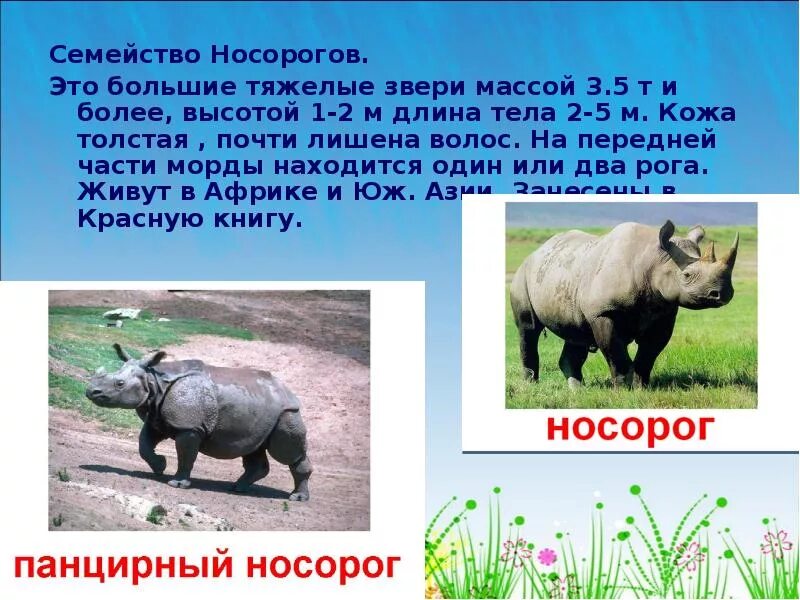 Носорог почему так назвали. Отряд непарнокопытные носороговые. носорог презентация. презентация на тему носороги. информация о носороге.