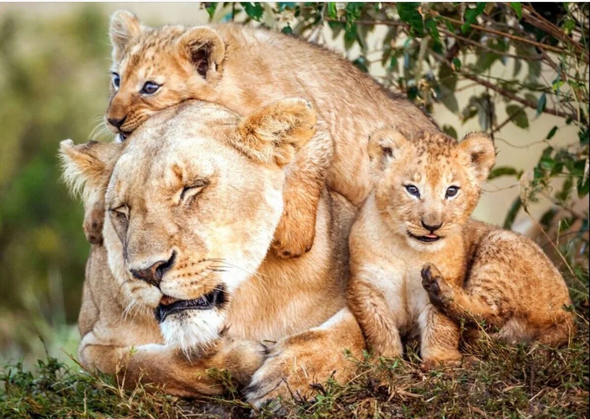 Лев львица и Львенок. Лев львица и Львенок семья. Мамы и Детеныши. Львица с детенышем. Забота родителей о потомстве