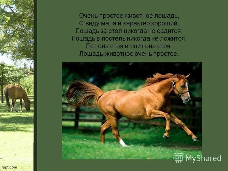 отметьте верные характеристики предложений лошади хорошо знали