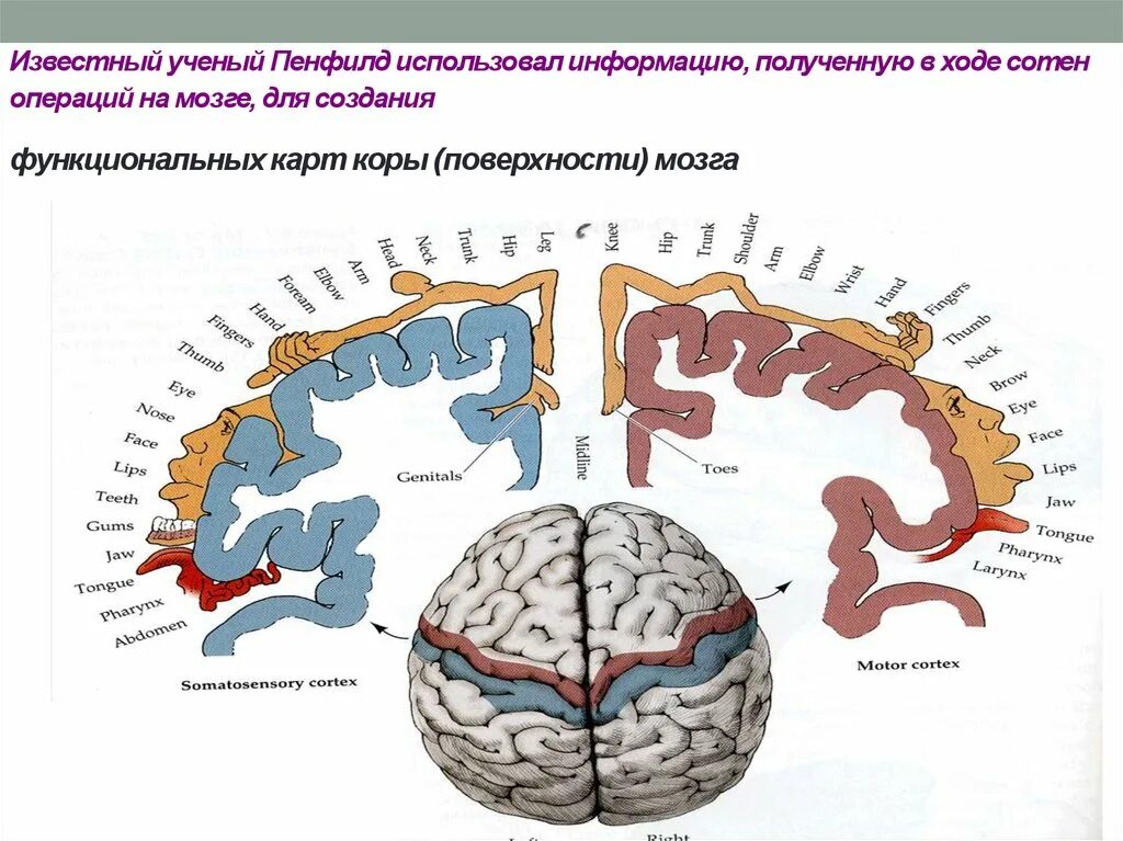 Раздражение коры головного мозга. Пенфилд схема двигательной коры головного мозга. Сенсорная карта мозга Пенфилда. Проекция Пенфилда.