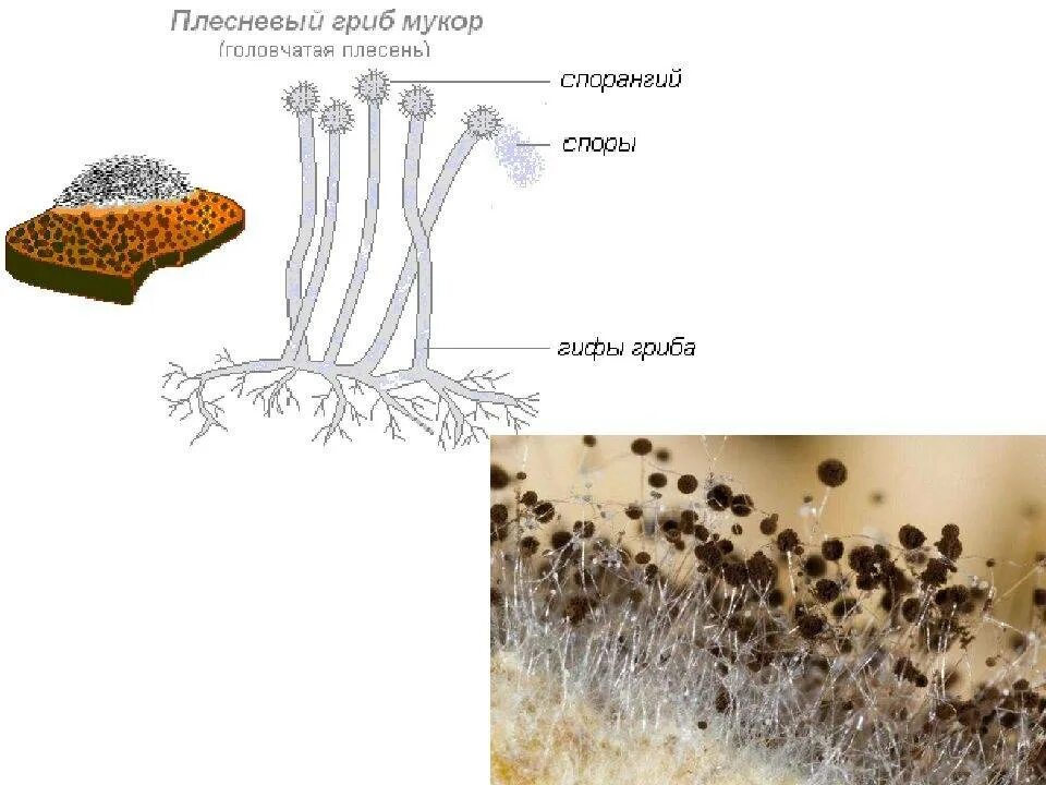 Строение плесневого мукора. Строение плесневого гриба мукора. Строение плесени мукора. Строение плесневых грибов мукор. Строение плесневого гриба мукора рисунок.