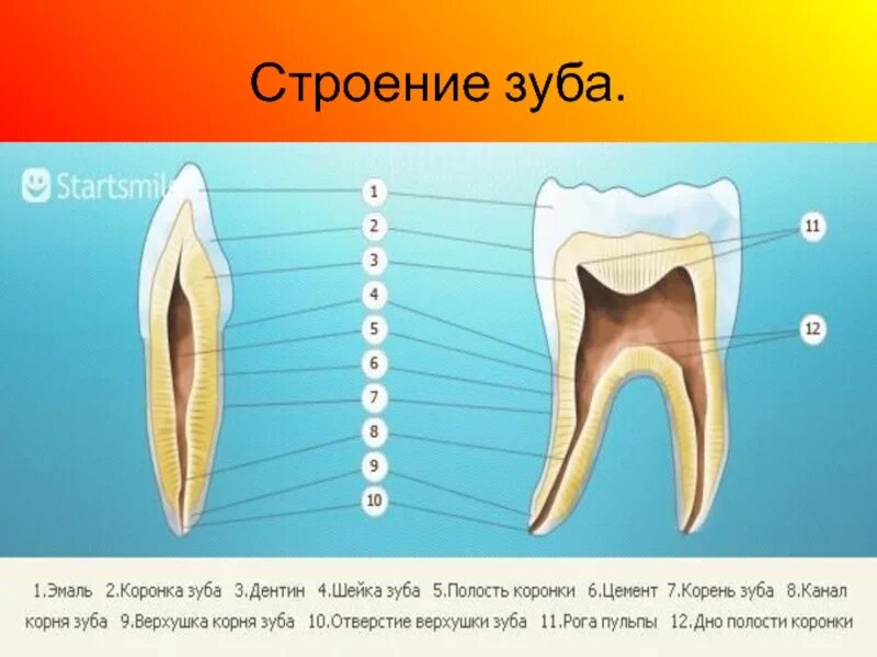 1 дентин