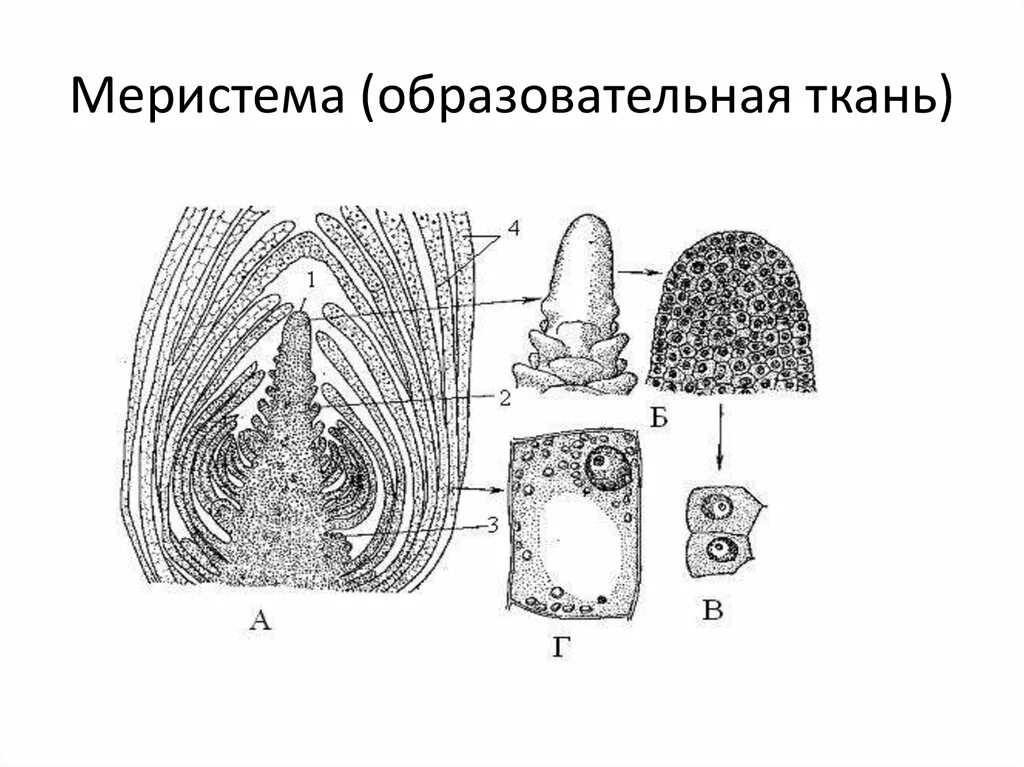 Меристема рост в длину. Образовательные ткани меристемы. Апикальная меристема строение. Образовательная ткань растений меристема. Образовательная ткань растений верхушечная.